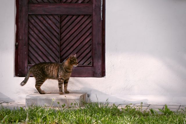 家の前に来る猫