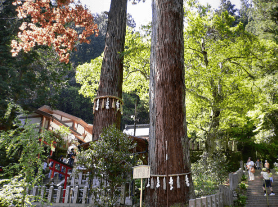 京都 由岐神社にあるパワースポットの大杉