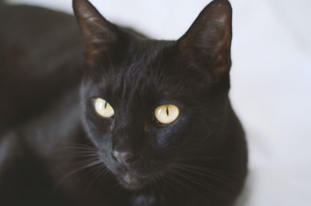 黒猫