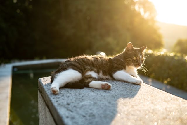 くつろぐ猫