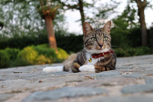 首輪をした飼われている猫