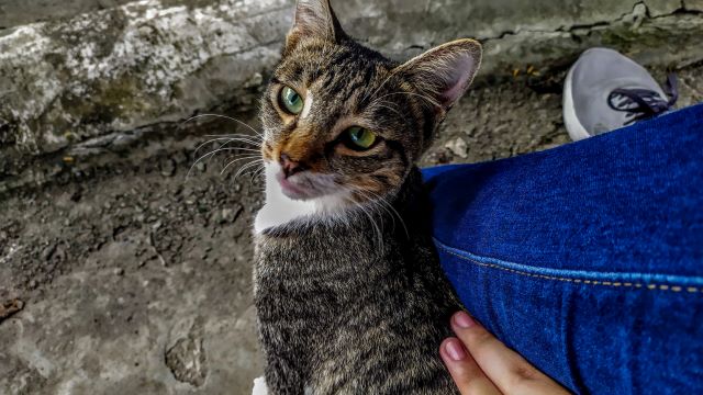 人に寄ってきている猫