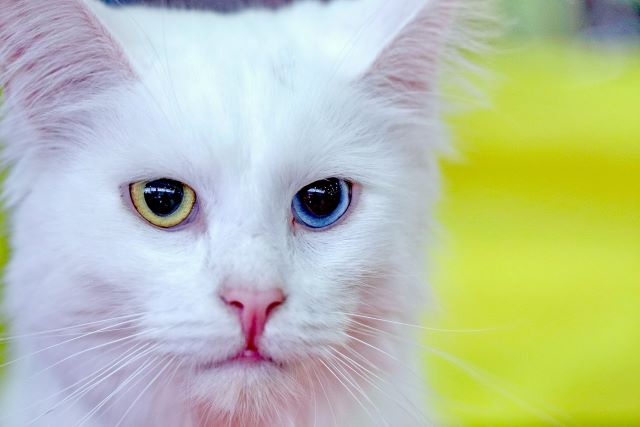 白猫 オッドアイの猫 目の色が左右で違う猫