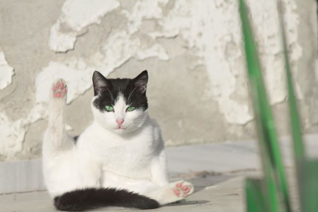 白黒猫