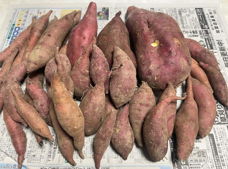 RisingGroup合同会社の取り組み 第4回 野菜を食べる習慣づくりデーで提供した規格外品のサツマイモ